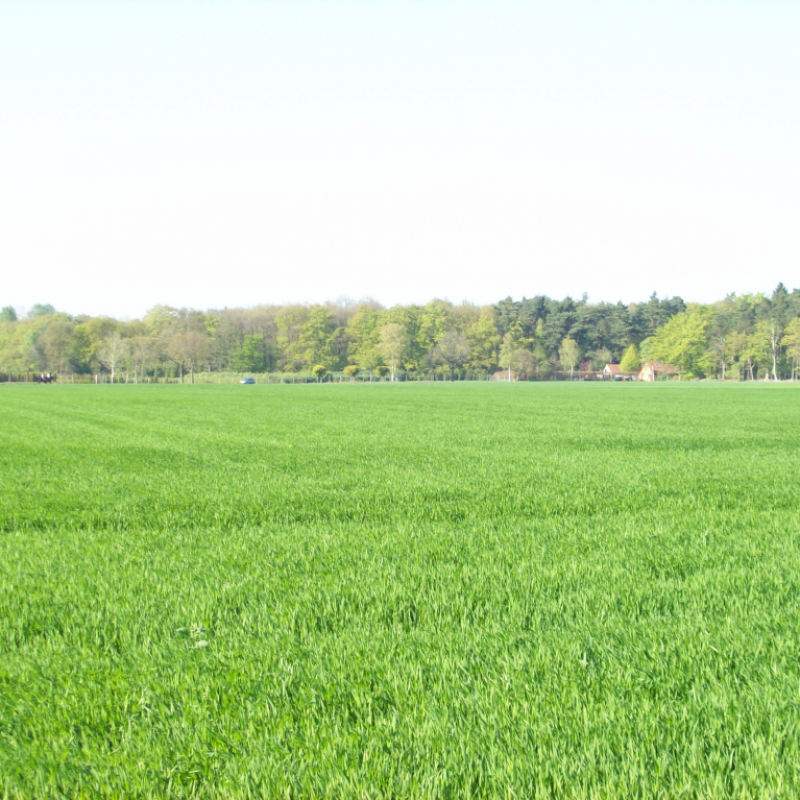 Am Hohen Feld